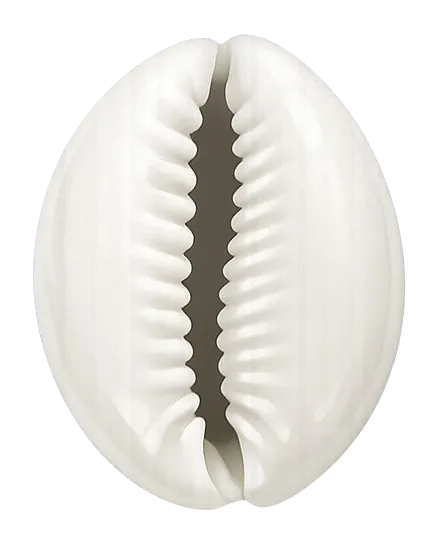 cauris décoratif